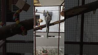 Releasing Hand Tamed Cockatiel in our Master Cage #cockatiel #cockatielbird