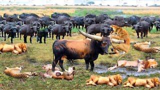 Giving Birth In The "Territory" Of Wild Buffalo, The Female Lion Received A Bitter End