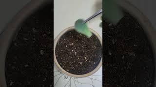 다육이 쉽게 번식 시키는 방법 Succulents are easy for anyone to reproduce