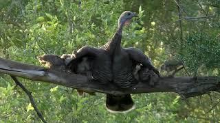 Turkey Poults Roosting mbo blog