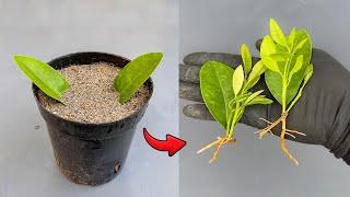 TECHNIQUE TO HELP LEMON LEAVES GERMINATE QUICKLY by using aloe vera fertilizer