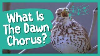 What Is the Dawn Chorus? | BBC Earth Kids