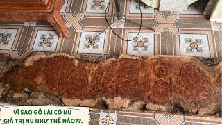 Gỗ Nu Hương Là Gì? - Tại Sao Gỗ Có Nu và Giá Trị Gỗ Nu Lớn Như Thế Nào