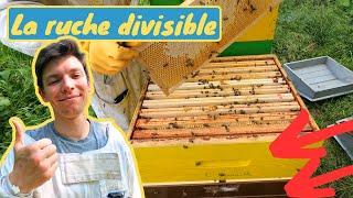 COMMENT DIVISER UNE RUCHE DIVISIBLE SANS RECHERCHE DE REINE NI DEPLACEMENT À PLUS DE 3 KM - Intro RF