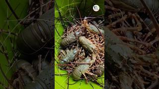 Lobster fishing | शेवडी विकून किती पैसे आले #lobster #fishing #youtubeshorts #viralreels