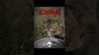 Cats Can’t Have Race