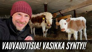 VAUVAUUTISIA // EKA VASIKKA SYNTYI