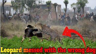 Leopard attacks the wrong dog and regrets straight after!!!