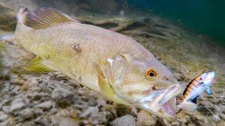 How Fish React To Different Lures **Underwater Bite Footage**