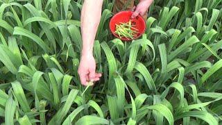 Cooking With Garlic Scapes (or, Three Recipes for Elephant Garlic flowers)