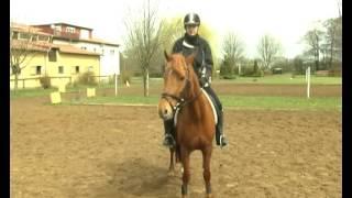 REITEN und ZUCHT-Video: Absitzen