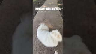 Врываемся в лето! ️ #животные #самоед #собаки #dog #топ #funny #pedro #лето #summer