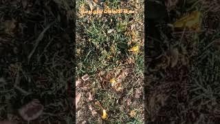 معرفة الاتجاهات بدون بوصلة #الخوجة #تاريخ #اكسبلور