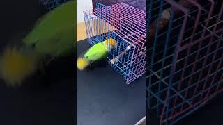 Great  So Cool || Smart Birds Videos 2024