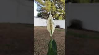 See how a peace lily flower blooms. #peacelily #peacelilyplant #SeeFlowersBloom