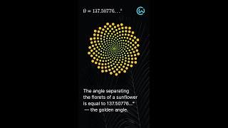 The Golden Angle in Sunflowers