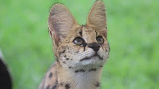 Discovering the Serval (Leptailurus serval) : Africa's Graceful Wild Cat