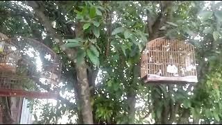Trinca ferro Furacao x Terrivel e Rouquinho