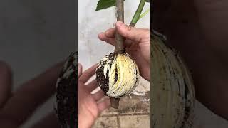 الترقيد الهوائي لنبات التين - كيفية الترقيد الهوائي للنباتات
