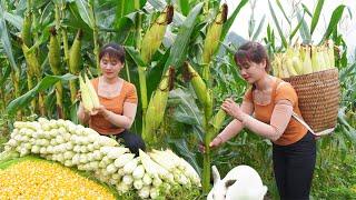 Harvesting Sticky Corn And Boiled Corn Goes To Market Sell, Farm Life | Nhất Daily Life