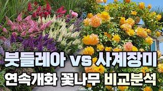 오랜 기간 꽃이 피는 화목류 양대산맥! 붓들레아와 사계장미의 특징과 장단점을 비교하여 알려드립니다.