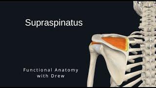 Supraspinatus