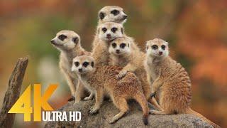 4K African Wildlife - Cute Meerkats and Squirrels - Wild Animals of Africa