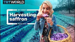 My Turkey: Saffron from Safranbolu