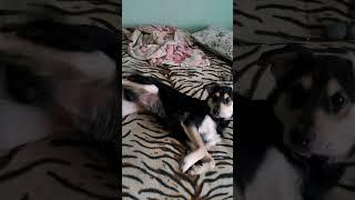 Бутус и  Барон. #добротаспасетмир #dogs  #собачки