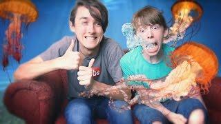 GETTING STUNG BY JELLYFISH!!! (ft. Chris Howard from Pun Diddley)