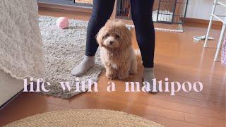 Life with a Maltipoo Weekdays at Home ️New toys  and treat 