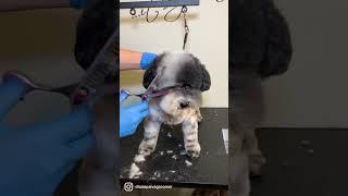 SHEAR DOG GROOMING TIPS #shorts #doggrooming #poodle