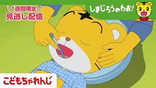 【見逃し配信】テレビ番組「しまじろうのわお！」 6月14日放送 ｜はみがき してたのに？！｜#677 【しまじろうチャンネル公式】