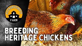 Raising Chickens For Meat And Eggs | Breeding Heritage Chickens | Partridge Chantecler