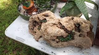 bizzy bonsai