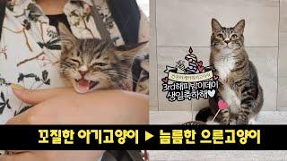 도로에서 구조한 아기고양이와 함께 한지 3년이 됐어요 (ENG) FourCat냥