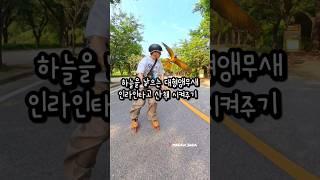 앵무새와 인라인스케이트 타고 산책하기 #앵무새 #인라인스케이트