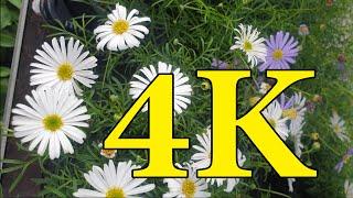 4K VIDEO - FLOWERS | ফুল | BD360 TV