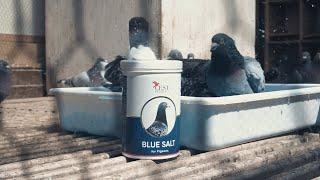 Blue Salt - bath salt for racing pigeons - Cest Pharma