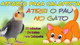 ASSOBIO PARA CALOPSITA - ATIREI O PAU NO GATO [TREINAMENTO PARA CALOPSITA]