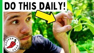 Spring Tasks For Bigger Pepper Yields! - Pepper Geek