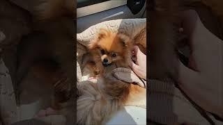 Лили. Когда хочется ласки. #pomeranian #померанскийшпиц #шпиц #собака #pom #пушистоесчастье #лили