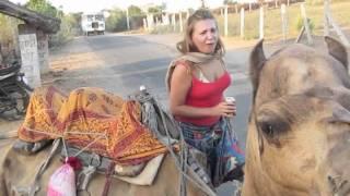 CAMEL Safari in PUSHKAR-India