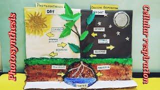 Photosynthesis model making || cellular respiration model || photosynthesis model school project ||