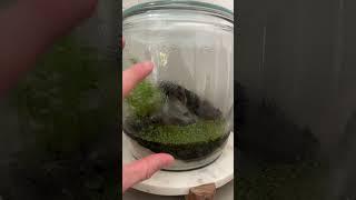 Update on Newt Jar Terrarium! #shorts