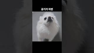 강아지도 추위를 탑니다 #반려견