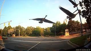 Goose Encounters of the morning commuting kind - via dashcam