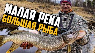 ЩУКА НА УЛЬТРАЛАЙТ В МАЛОЙ РЕКЕ! НЕОЖИДАННЫЙ ТРОФЕЙ. Рыбалка 2025