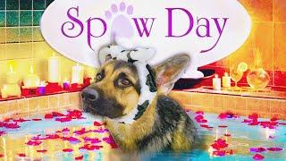 Service Dogs 1st Spa Day