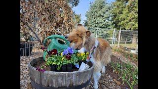 Short Video of Rory planting pansies, on "Collie And The Gardener" #funnygardening #collie #dog